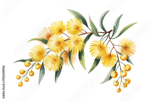 Decorative Golden Wattle Bloom Watercolor Vector Isolated on Transparent Background