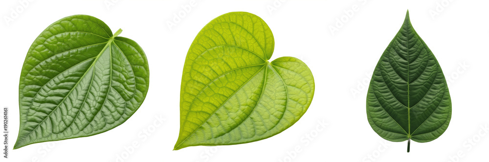 Obraz premium : Collection of fresh green heart-shaped leaves isolated on white background, realistic betel or ivy foliage for nature and health design.