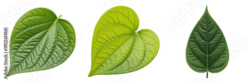 : Collection of fresh green heart-shaped leaves isolated on white background, realistic betel or ivy foliage for nature and health design.