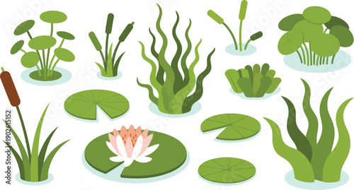 A collection of diverse green aquatic plants including water lily flowers and cattails on white