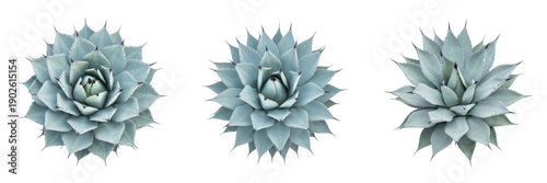 Set of three agave succulent plants isolated on white background, top view of desert flora for minimalist design.