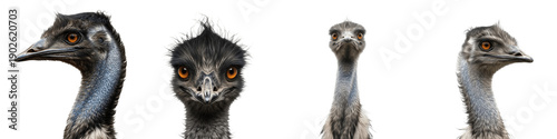 Photography Set of emu head portraits: Collection of exotic bird close-ups with expressive orange eyes isolated on white background for wildlife and nature concepts