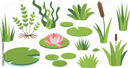A selection of green aquatic vegetation and pond plants with a lovely pink water lily