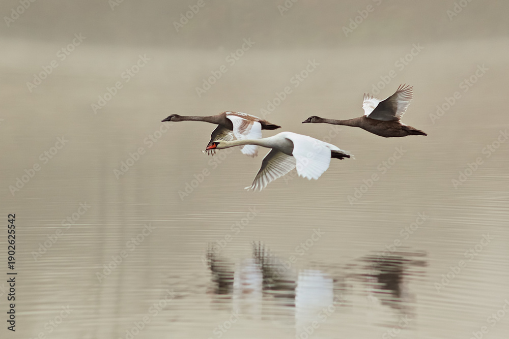 Fototapeta premium Three swans fly low along the river