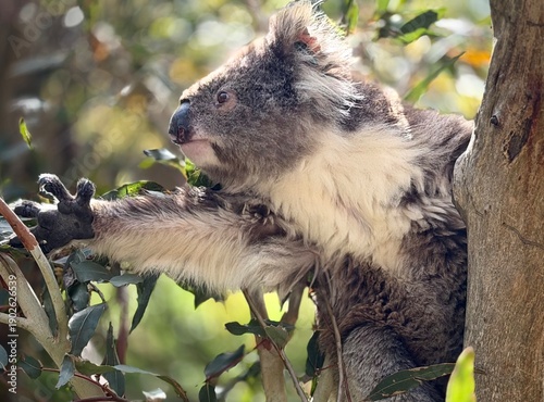 Photography Koala