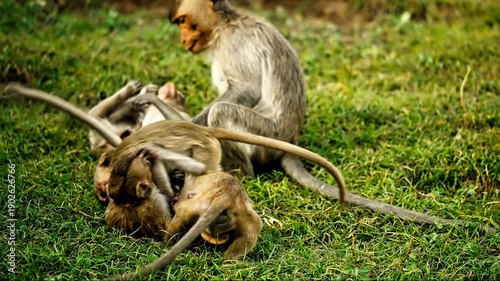 Monkeys in the zoo