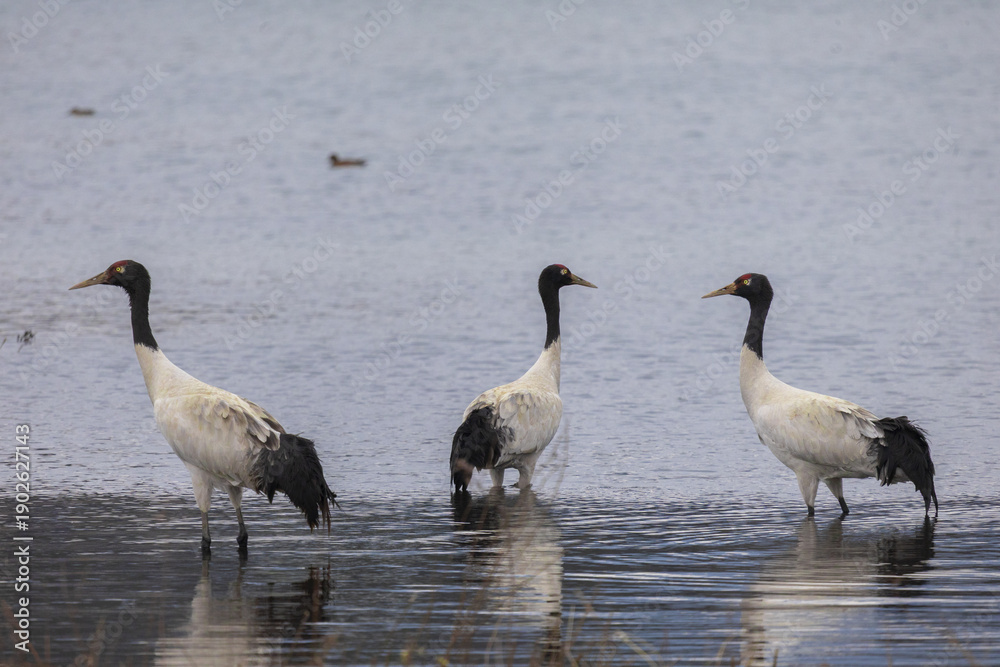 Fototapeta premium Black-Necked Cranes at Caohai Wetland, Guizhou