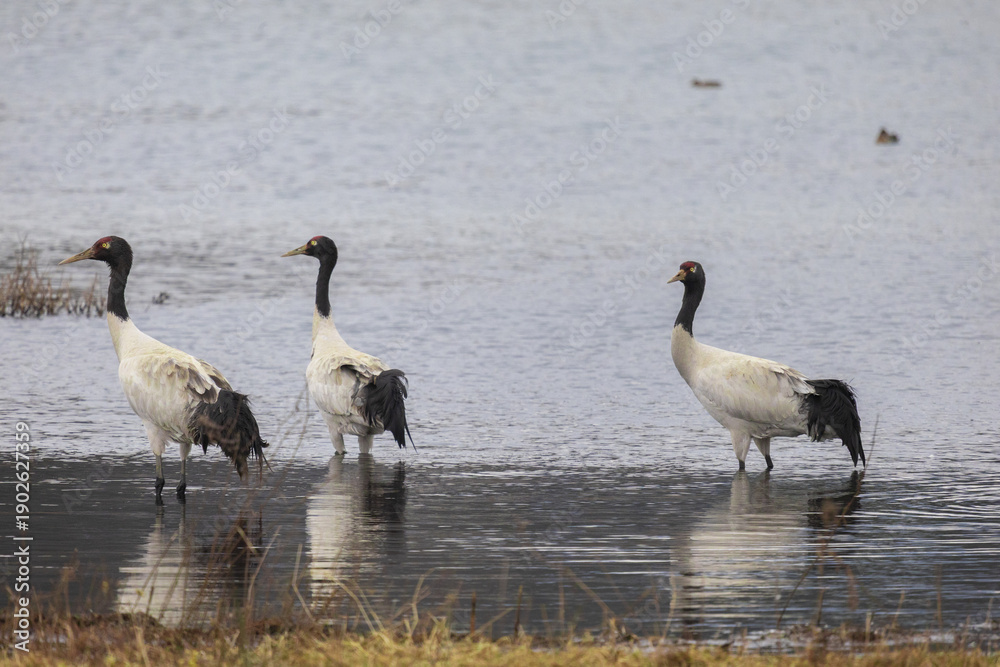 Obraz premium Black-Necked Cranes at Caohai Lake, Guizhou