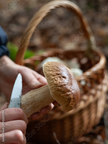Foto Delicious porcini mushroom - autumn picking boletus edilus fungi, culinary delicacy