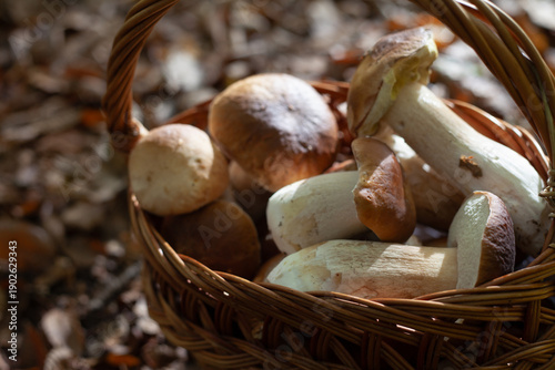 Delicious porcini mushroom - autumn picking boletus edilus fungi, culinary delicacy. Gourmet food ingredients for fine dining.