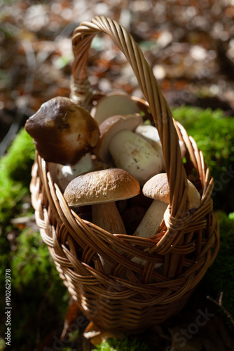 Bilde på lerret Delicious porcini mushroom - autumn picking boletus edilus fungi, culinary delicacy