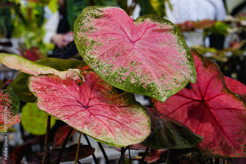 Bild auf Leinwand Caladium Variegata Houseplant with Pink and Green Variegated Leaves