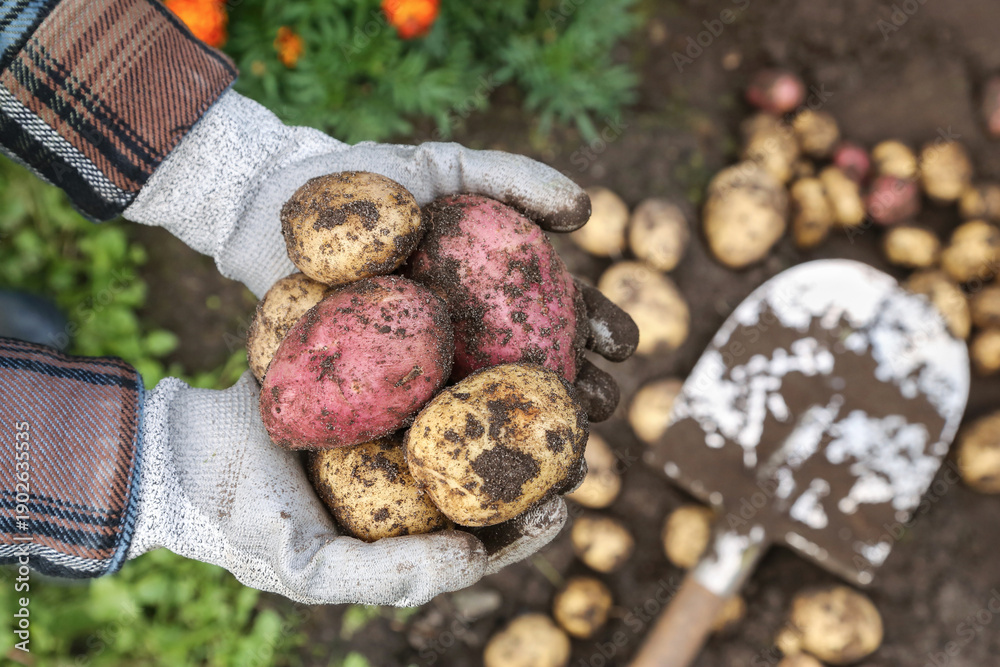 custom made wallpaper toronto digitalOrganic potato harvest close up. Farmer hands in gloves harvesting freshly harvested yellow and red dirty potatoes in garden