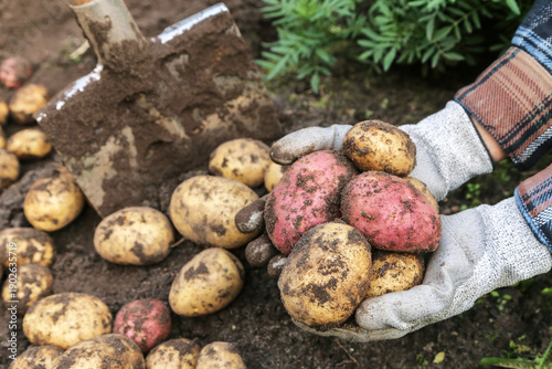 Wallpaper Mural Organic potato harvest close up. Farmer hands in gloves harvesting freshly harvested yellow and pink dirty potatoes in garden Torontodigital.ca