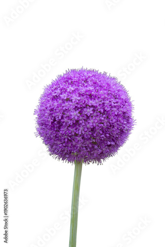 Allium giganteum flower isolated on a white background