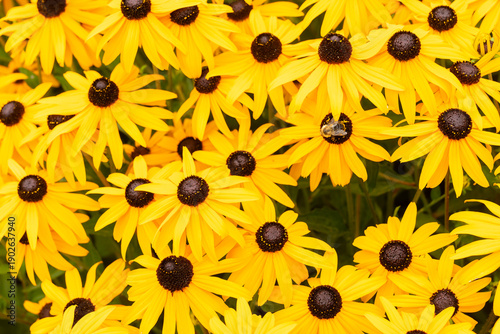 Bee on Black Eyed Susans Blossoms.Bee on yellow Black Eyed Susans seen from above.
