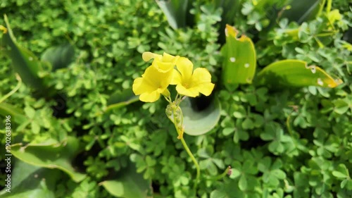 yellow flower in the garden