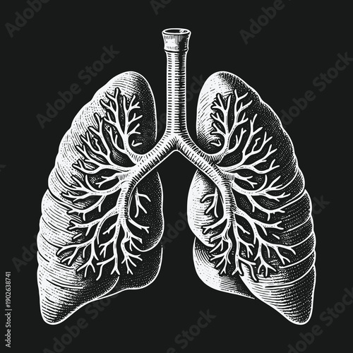 Detailed Anatomical Illustration of Human Lungs on Black Background.