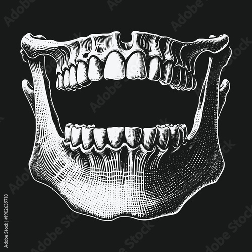 Anatomical Illustration of Human Jaw Bone and Teeth on Black Background.
