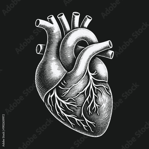 Anatomical Heart Illustration: Detailed Medical and Scientific Representation.
