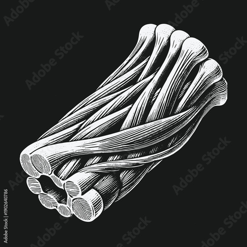 Detailed Illustration of Muscle Fibers: Anatomy and Structure.