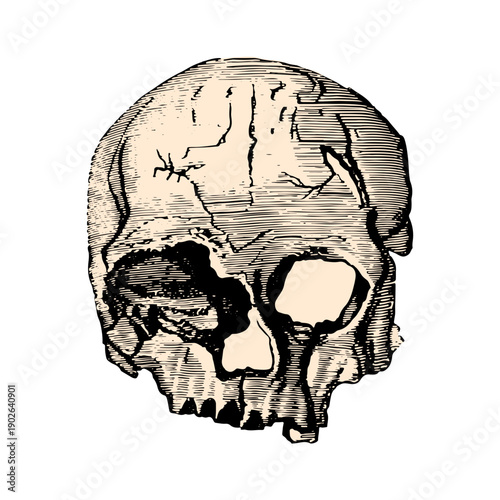 Vintage illustration of human skull with detailed anatomy