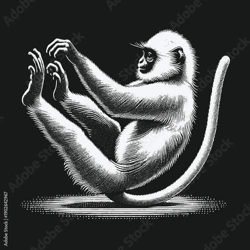 Detailed Engraving of a Gibbon Monkey in a Contemplative Pose.