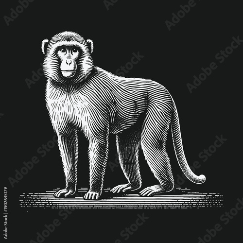 Engraved Monkey Illustration: A Detailed Vintage Style Artwork.