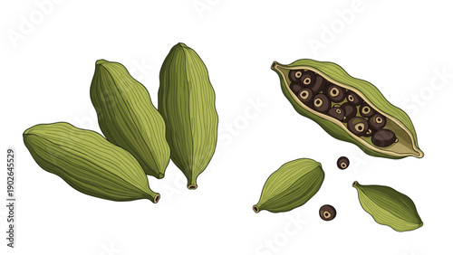 Botanical illustration of green cardamom pods and aromatic black seeds shown in whole and opened views for spice design.