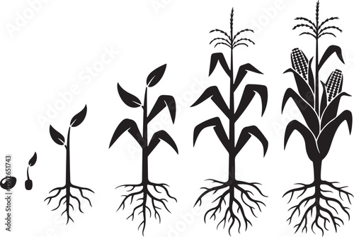 Corn plant growth stages from seed to maturity showing seedling sprout plant with leaves and corn cob development black silhouette