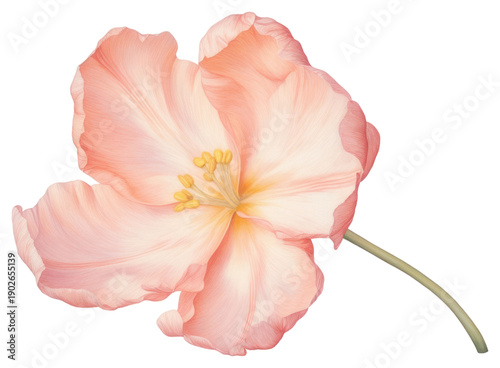 PNG Hibiscus blossom flower petal.