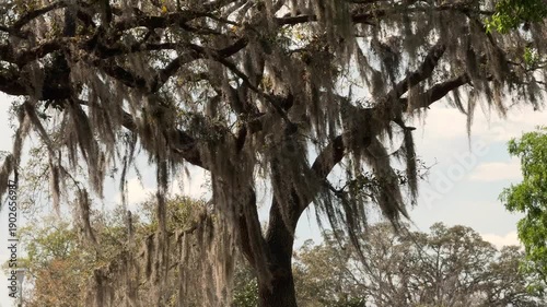 Large tree branches draped with gray Spanish moss under a bright sky. Classic southern nature landscape with soft light and warm tones.