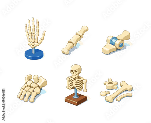 Bone Replica Icons. Bone Replica. Isometric flat vector icons set of bone replica: full skeleton hand model, finger bone segment, bone hinge articulation,