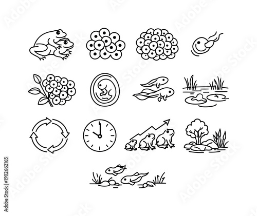 Frog Lifecycle Icons. Frog reproduction cycle. Line icon set of frog reproduction cycle: mating frogs, spawning eggs, jelly egg mass, fertilization process,