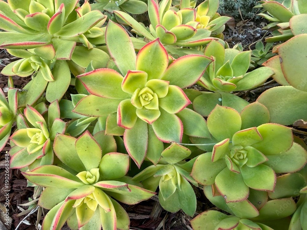 Fototapeta premium Thriving Green Succulents: Healthy succulent plants showing thick, fleshy leaves and vibrant green growth, ideal for drought-resistant gardening.