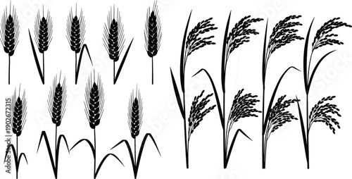 Black and white vector illustration of wheat and rice plants side by side, agricultural crops comparison for farming and education design