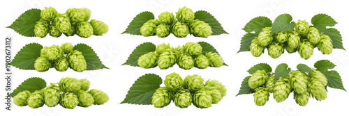 Konstfotografi Fresh green hops cones for beer brewing on a wooden background, natural herbal i