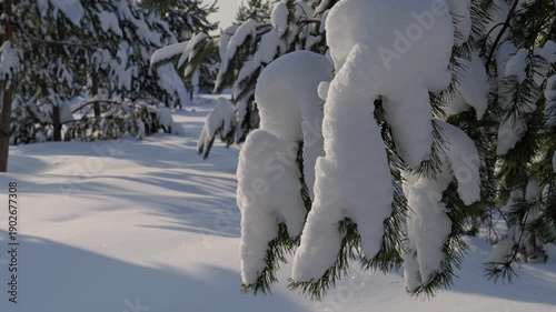 Spruce trees covered with fresh snow in the winter forest, after the snow falling. 