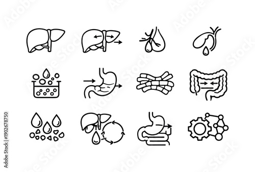 Liver and Bile Function. Line icon set of Liver and Bile Function: liver anatomy, bile flow arrows, bile secretion, gallbladder release, fat