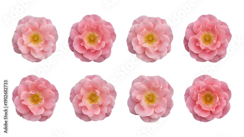 Eight isolated delicate pink roses with yellow centers are perfectly arranged in two rows against a clear background for graphic design projects