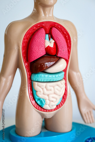 Wallpaper Mural human body internal organs model Torontodigital.ca