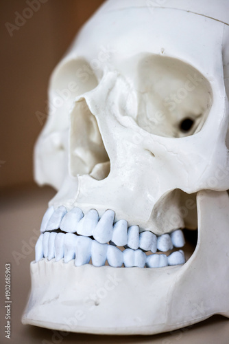 Wallpaper Mural Skull model. Teeth on the skull. Torontodigital.ca