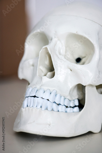 Wallpaper Mural Skull model. Teeth on the skull. Torontodigital.ca