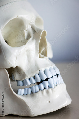 Wallpaper Mural Skull model. Teeth on the skull. Torontodigital.ca