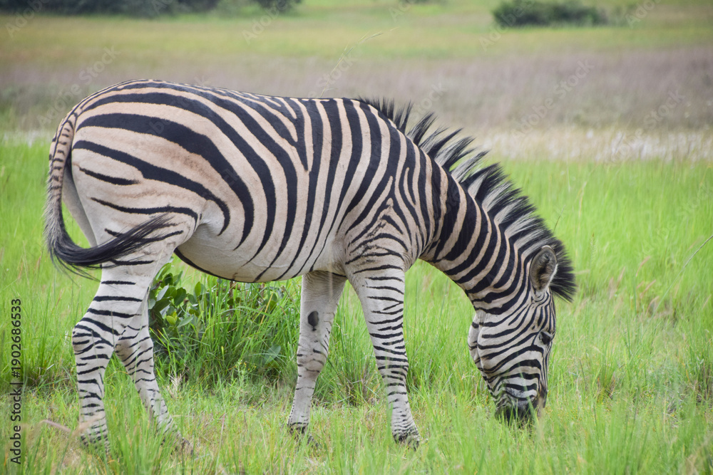 Fototapeta premium A zebra in a nature reserve in Africa