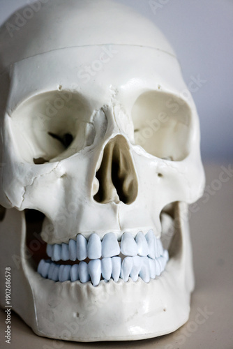 Wallpaper Mural Skull model. Teeth on the skull. Torontodigital.ca