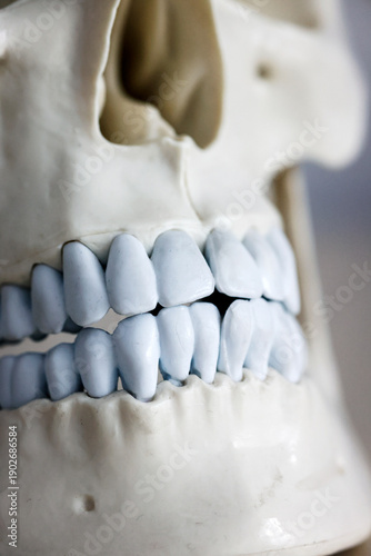 Wallpaper Mural Skull model. Teeth on the skull. Torontodigital.ca