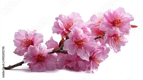 Vibrant pink cherry blossoms on white background.