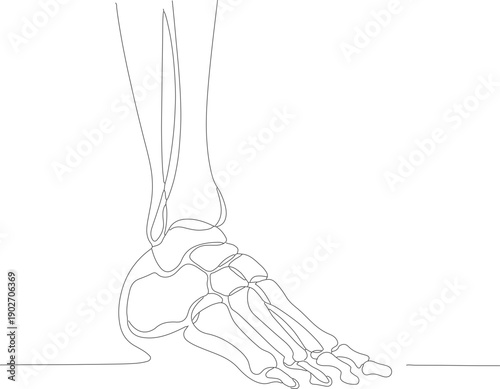 Minimalist Line Art Human Foot Bone Anatomy Medical Illustration