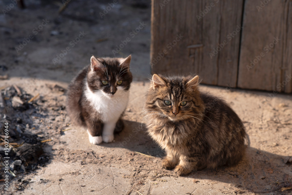custom made wallpaper toronto digitalTwo Fluffy Kittens Sitting Outdoors in a Rural Setting